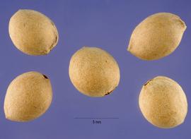   Fruits:   Prunus mahaleb,  pyrenes; Photo by S. Hurst, USDA-NRCS Plants Database
